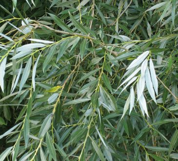 Kenali 10 Tanaman Herbal Untuk Atasi Sakit Kepala