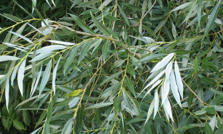 Kenali 10 Tanaman Herbal Untuk Atasi Sakit Kepala