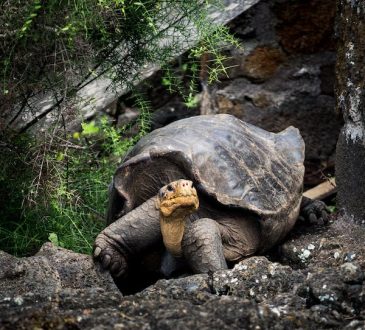 Adaptasi Unik di Dunia Fauna