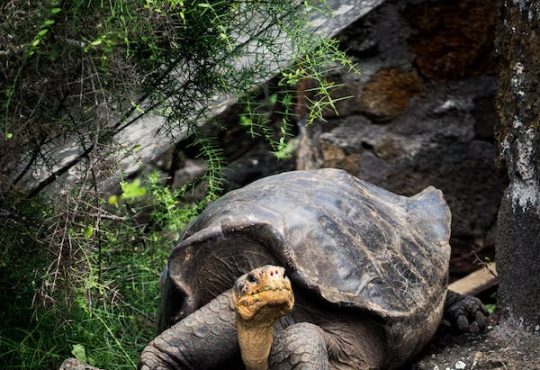 Adaptasi Unik di Dunia Fauna