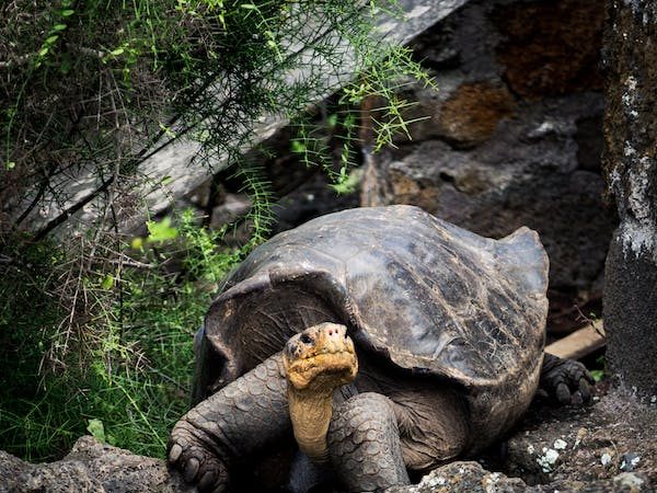 Adaptasi Unik di Dunia Fauna