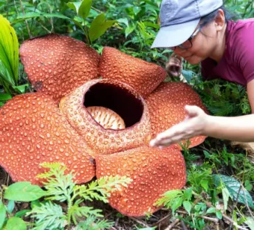 Ayo Lestarikan Flora Endemik Indonesia