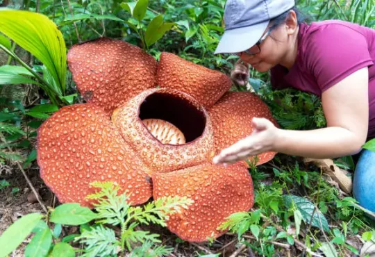 Ayo Lestarikan Flora Endemik Indonesia
