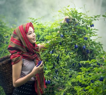 Upaya Pemberdayaan Wanita dalam Agribisnis
