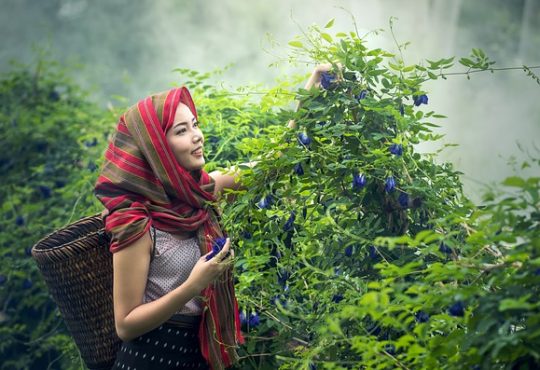 Upaya Pemberdayaan Wanita dalam Agribisnis