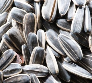 Manfaat Biji Bunga Matahari untuk Kesuburan Pria dan Wanita