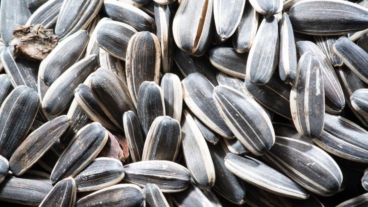 Manfaat Biji Bunga Matahari untuk Kesuburan Pria dan Wanita