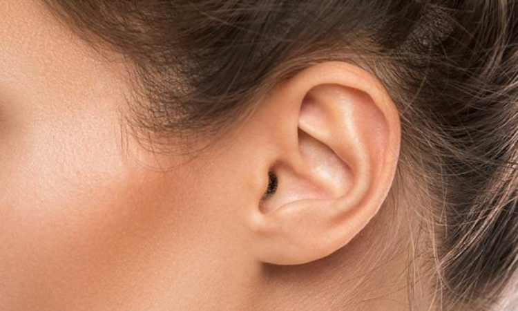 4 Fungsi Daun Telinga dan Strukturnya