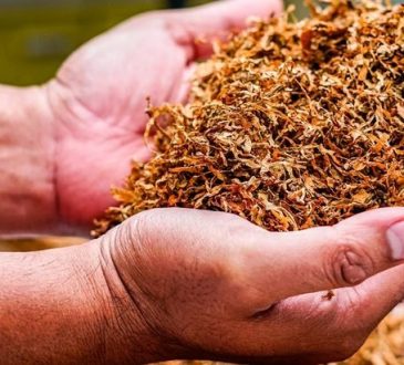 Bahan Baku Rokok ini Ternyata Bermanfaat untuk Dunia Kesehatan